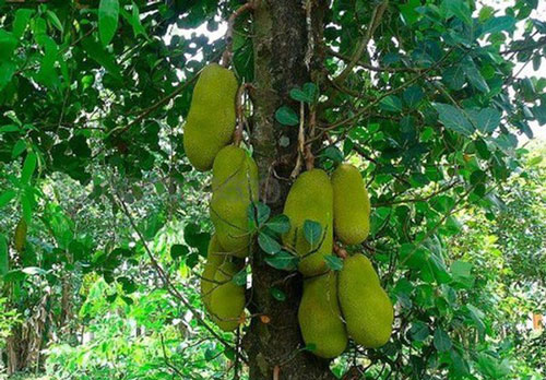 5 loại cây tuyệt đối không trồng trước nhà 3 tháng cuối năm