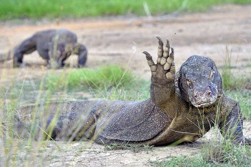 6. Khi còn làm Tổng thống Mỹ, George H. W. Bush từng được chính phủ Indonesia tặng một chú rồng Komodo đực có tên Naga.