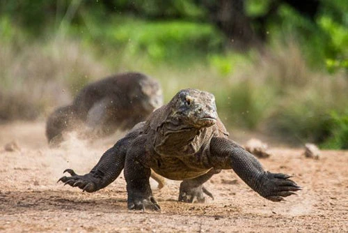 8. Rồng Komodo có thể chạy với vận tốc 20km/h.