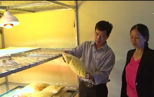 Quảng Trị: Liên kết sản xuất sản phẩm từ nghệ giúp nông dân thoát nghèo