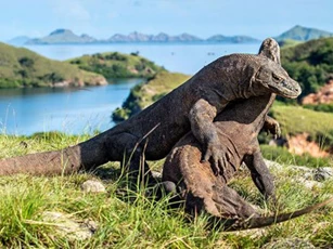 Top 10 sự thật đầy bất ngờ về loài thằn lằn đáng sợ nhất thế giới