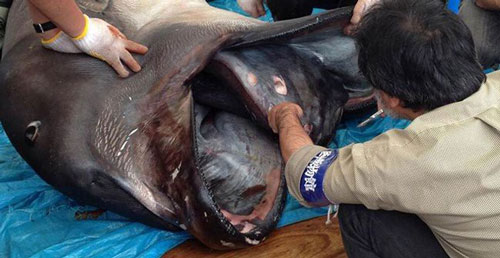 Cận cảnh loài cá mập miệng rộng nhất đại dương