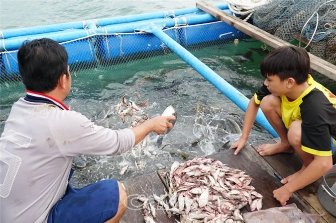 dan o day giau nho ra dao hon chuoi lam long khong lo nuoi ca to hinh anh 5