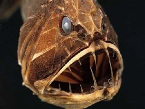 Dù có ngoại hình giống như con quỷ dữ, cá răng nanh có kích thước khá nhỏ.