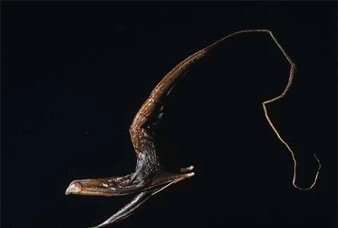 Loài lươn có miệng khổng lồ có thể nuốt chừng nhiều con vật có kích thước lớn cơ thể chúng