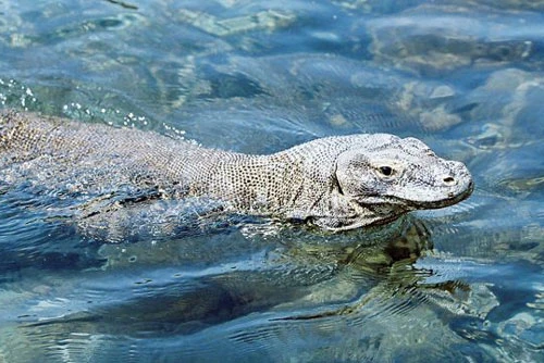 1. Dù nặng hơn 90kg và dài hơn 3m, nhưng rồng Komodo là bậc thầy trong bơi lội khi có thể bơi từ đảo này sang đảo khác kiếm thức ăn.