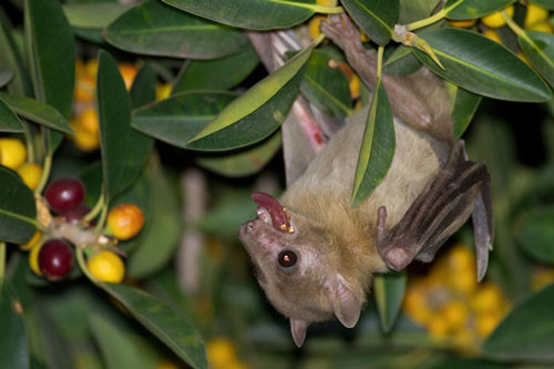 Hóa ra 'Người Dơi' từng xuất hiện trong truyền thuyết của người Maya cổ 2500 năm trước, được thờ phụng như một vị thần