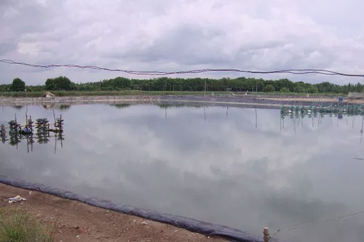 Bạc Liêu tăng cường bảo vệ môi trường nuôi tôm