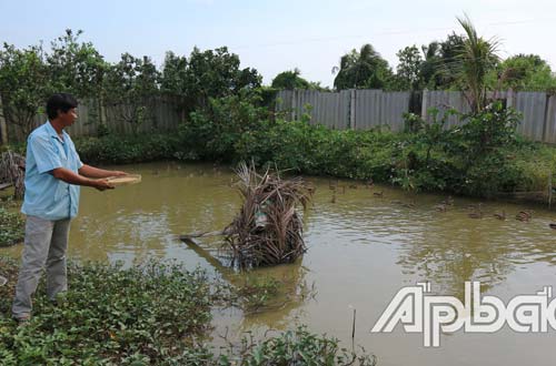 Quây kín ao nuôi bầy le le bay giỏi, nhẹ nhàng lãi 60 triệu đồng/năm