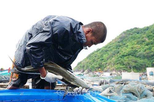 Cà Mau: Dân ở đây giàu nhờ ra đảo Hòn Chuối làm lồng khổng lồ nuôi cá to