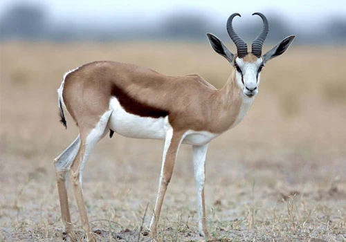 Springbok là một loài linh dương ở Nam Phi có thể đạt tốc độ 88km/h. Ảnh: khoahoc.