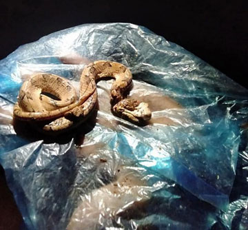 Người đàn ông tử vong sau 10 phút do rắn cực độc cắn