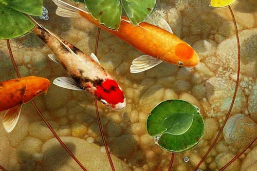 Cá vượng tài nuôi sao cho đúng?