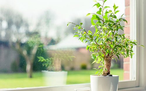 Mẹo phong thủy đơn giản nhưng mang lại may mắn không ngờ