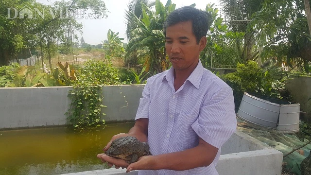 Nhờ cách nuôi ếch là mà hay là cho ăn thêm tỏi mà gia đình ông Nguyễn Văn Thân có nguồn thu nhập hơn 200 triệu đồng/năm.