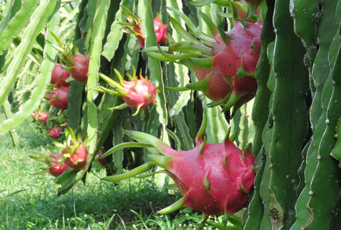 BẢN TIN TÀI CHÍNH-KINH DOANH: Nông dân lao đao vì thanh long mất giá, xuất khẩu rau quả đạt 3,1 tỷ USD