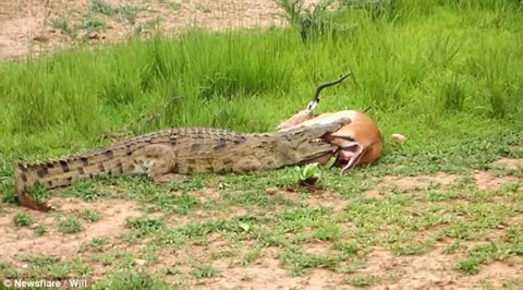 Linh dương giả chết, nằm trong miệng cá sấu vẫn thoát nạn