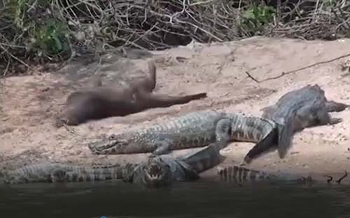 CLIP: Rái cá "giỡn mặt tử thần"