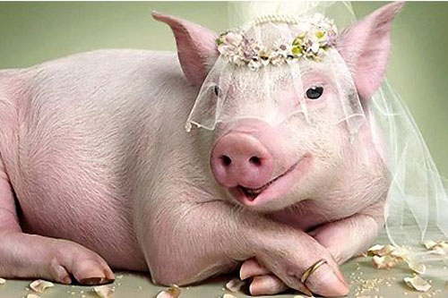 Con gì đói thì to mà no lại nhỏ?