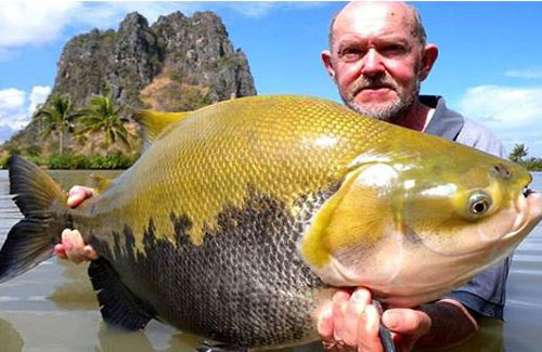 Loài cá nào ở Việt Nam mà có tai của một con voi?