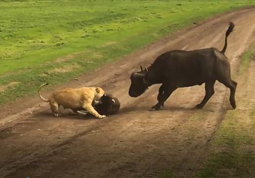 CLIP: Sư tử tinh ranh đoạt mạng trâu rừng trong chớp mắt