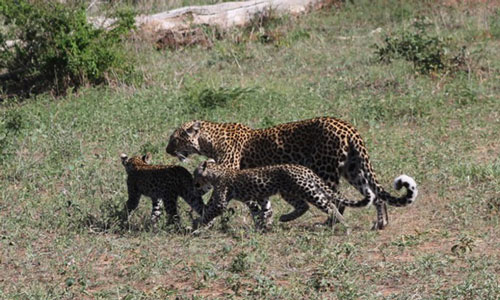 Kinh hoàng anh em báo đốm cắn xé nhau tơi tả