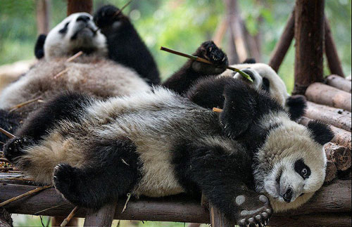 Những con gấu trúc lười biếng khiến con người ghen tị