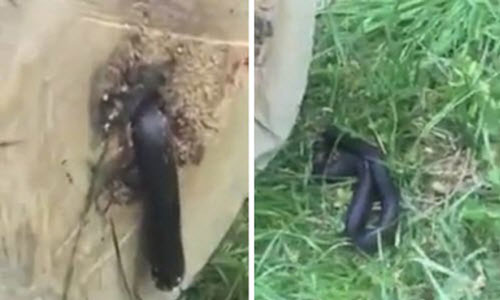 Kinh hãi rắn bị cưa đôi vẫn chui nhúc ra thân cây