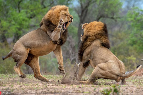 CLIP: Top 10 trận chiến kinh hoàng của động vật mới nhất