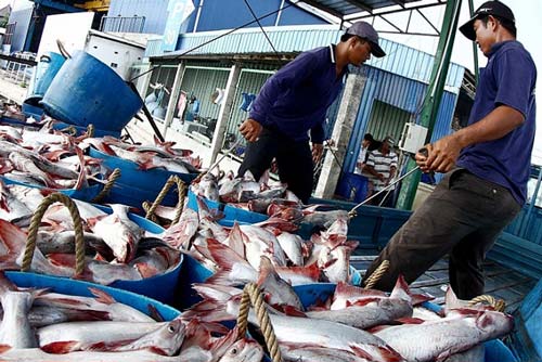 Cá tra Việt Nam: Rộng đường vào thị trường Hoa Kỳ