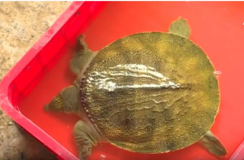 Hậu Giang: Làm giàu từ mô hình nuôi cua đinh