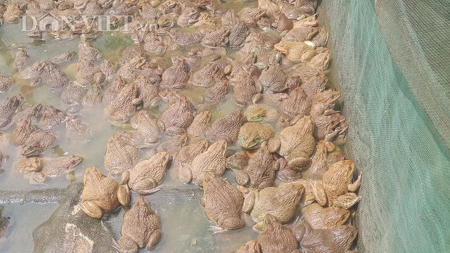 Theo ông Thân, giống ếch Thái Lan lớn rất nhanh và có thể thả được với mật độ rất dày từ 100 con đến 130 con/1m2.
