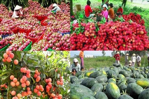 Trung Quốc không còn là thị trường dễ tính với nông sản Việt