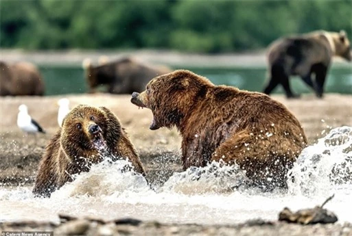 Cuộc chiến bắt đầu do cạnh tranh việc bắt cá hồi giữa hai con gấu nâu.