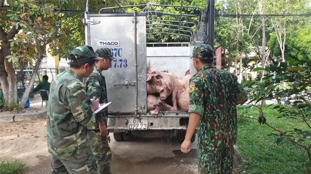 Gia tăng buôn lậu lợn từ Campuchia vào Việt Nam - Ảnh 2.
