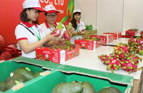 Xây dựng thương hiệu cho trái cây Việt là “câu chuyện dài hơi”