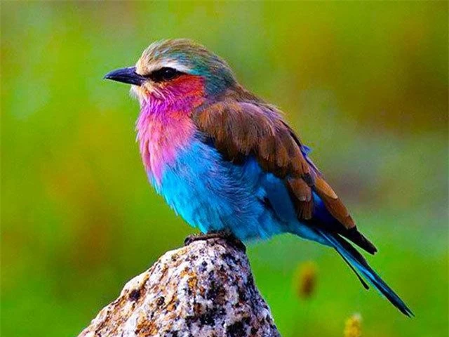 I like to collect beautiful and beautiful birds with common characteristics-Picture-10