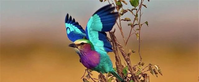 I like to collect beautiful and beautiful birds with common characteristics-Picture-11
