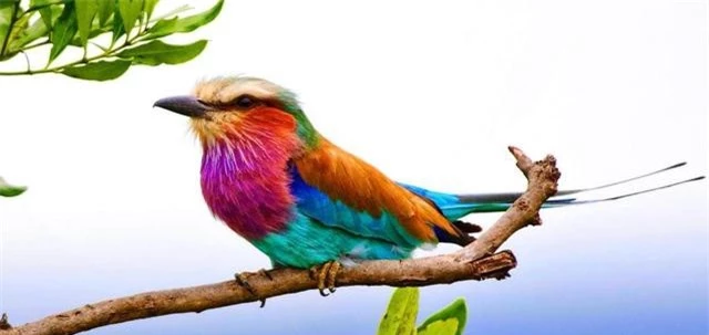 I like to collect beautiful and beautiful birds with their common characteristics-Picture-12