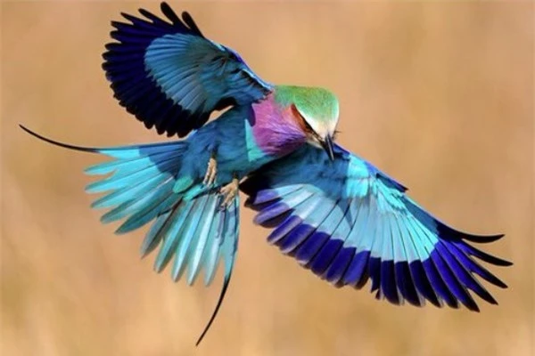 I like to collect beautiful and beautiful birds with their common characteristics-Picture-13