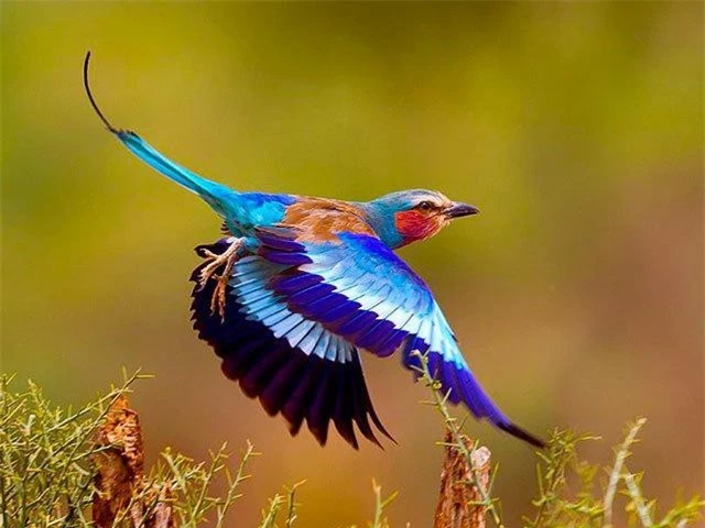 I like to collect beautiful and beautiful birds with their common characteristics-Picture-15