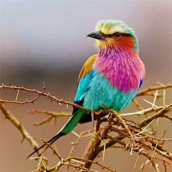 I like to collect beautiful and beautiful birds with common characteristics-Picture-2