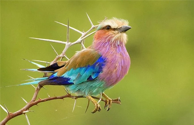 I like to collect beautiful and beautiful birds with common characteristics-Picture-6