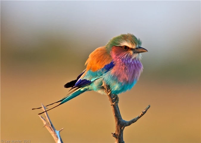 I like to collect beautiful and beautiful birds with common characteristics-Picture-7