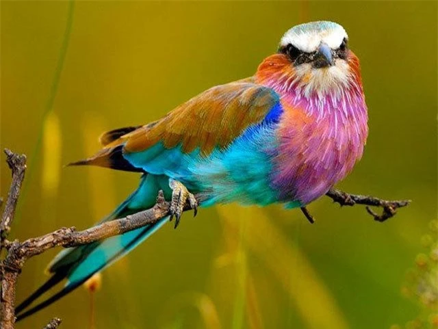 I like to collect beautiful and beautiful birds with common characteristics-Picture-8
