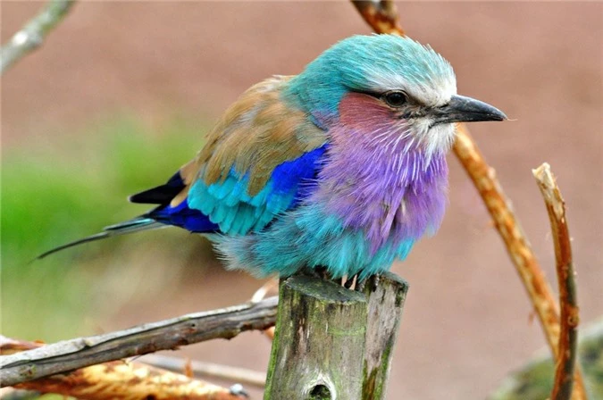 I like to collect beautiful and beautiful birds with their common characteristics-Picture-9