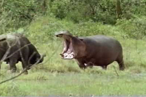 Hà mã đại chiến với trâu rừng giành địa bàn