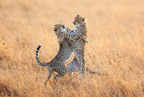 Hình ảnh động vật ấn tượng ghi cảnh cặp báo gấm con trông như đang khiêu vũ trên đồng cỏ trong vườn quốc gia Serengeti, Tanzania. (Nguồn Guardian)