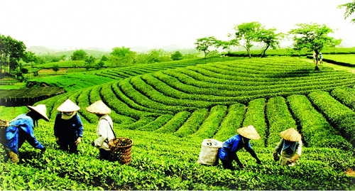 “Xắn tay áo” cùng sự phát triển của Bảo Lộc