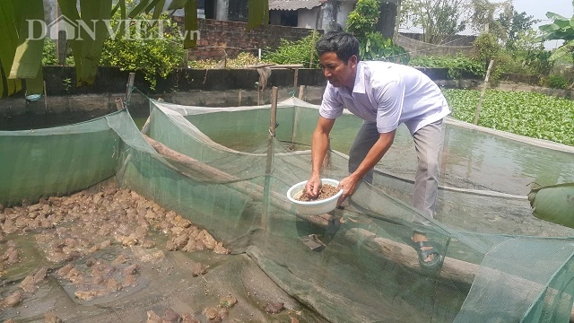 Nhờ bí quyết lạ mà hay đặc biệt này mà đàn ếch Thái của gia đình ông Thân luôn khoẻ mạnh, mau lớn.